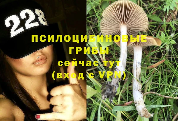 прущие грибы Абаза